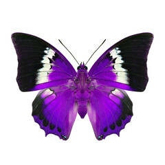 Obraz premium exotic purple butterfly with white marks and black wings in color adjustment