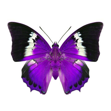 exotic purple butterfly with white marks and black wings in color adjustment