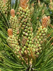 close up of pine cones