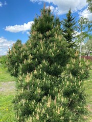 pine tree and sky