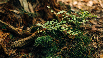 Small plants on tree roots