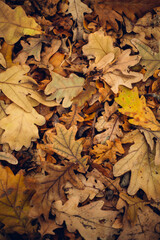 Fallen autumn leaves