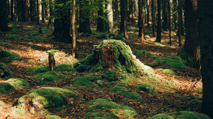 Obraz premium Old stump overgrown with moss in the forest