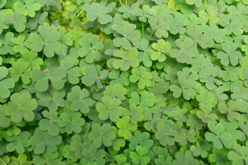 Top view of beautiful green clover leaves