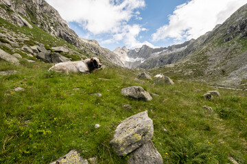 Mucca 