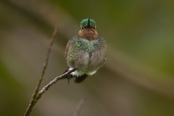 Purpurkehlnymphe (Purple-throated mountaingem)
La Paz, Costa Rica
