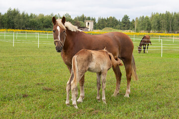 Naklejka na ściany i meble A beautiful brown mare feeds her cute new foal on a golden summer evening.
