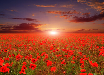 Fototapeta na wymiar field of wild red poppies at sunset