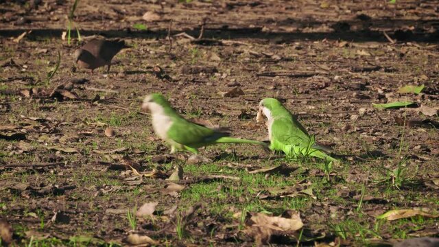 Gimbal shot of parrots and doves eating bread in park