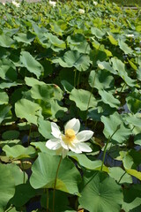 Lotus blanc