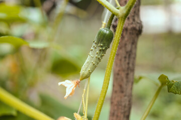 Small green cucumber on a branch with yellow flowers in the farm garden