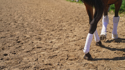 the lower part of a dark brown horse with all its legs and socks behind them stands on the ground. High-quality photo