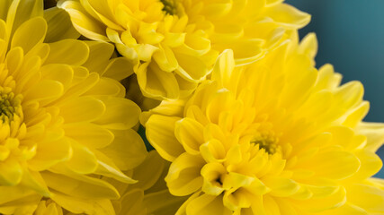 Fototapeta premium Flower background with amazing yellow chrysanthemums. Bouquet of gentle golden-daisy flowers.