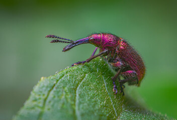 Weevil Beetle Rhynchites bacchus on a green leaf. Pest for fruit trees. a problem for gardeners and farmers - obrazy, fototapety, plakaty