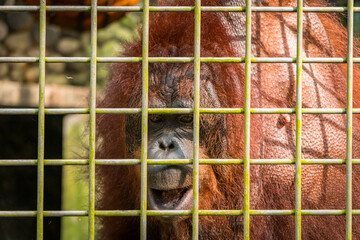 The male orangutan from the island of Borneo is very large - cage close up - obrazy, fototapety, plakaty