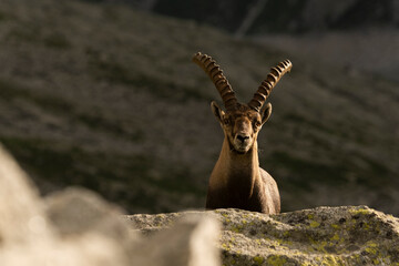 Stambecco adulto - Adamello