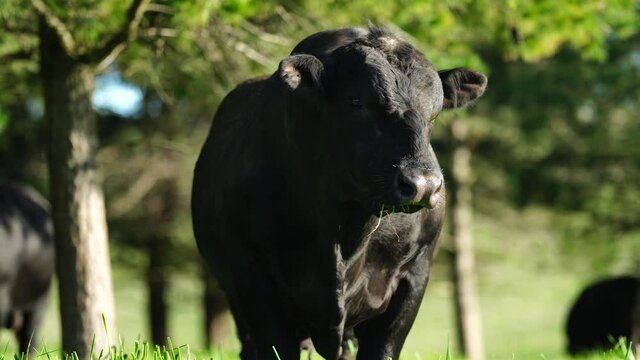 Beef cows and calves grazing on grass in Australia. eating hay and silage. breeds include specked park, murray grey, angus and brangus.