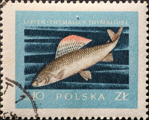 POLAND-CIRCA 1958 : A post stamp printed in Poland showing a  .Thymallus thymallus Fish
