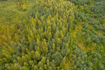 Directly above aerial drone full frame shot of pine forests and birch groves in different amazing green colors with beautiful texture of treetops