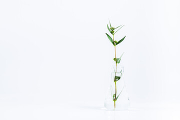 Test tubes and other laboratory glassware with different plants on white background,Green fresh plant in glass test tube in laboratory on white background. Close up macro.