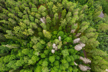Directly above aerial drone full frame shot of pine forests and birch groves in different amazing green colors with beautiful texture of treetops © Defree