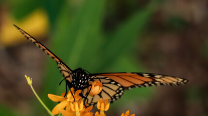 Obraz premium close up of monarch butterfly