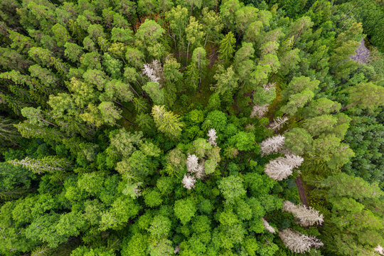 Directly above aerial drone full frame shot of pine forests and birch groves in different amazing green colors with beautiful texture of treetops
