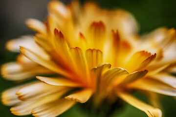 Obraz premium close up of yellow flower
