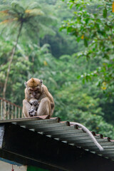 Fototapeta na wymiar A group of monkeys in Mount Merapi National Park is get together and relax during the day