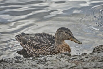 ducks on the water