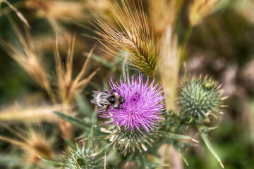 thistle and bee