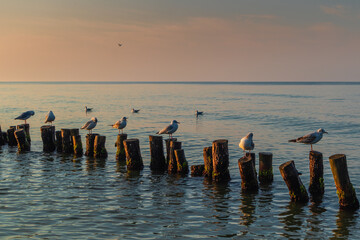 A flock of seagulls on wooden poles in the sea on the Black Sea coast in the early summer morning....