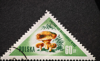 POLAND-CIRCA 1959 : A post stamp printed in Poland showing a Mushroom Lactarius deliciosus