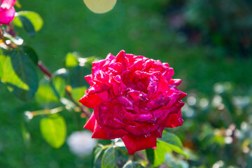 Red rose after rain on a green background
