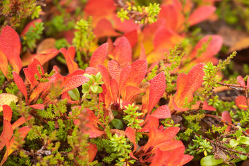 Brightly colored red leaves of Alpine bearberry, Arctostaphylos alpinus, during autumn foliage in Finnish nature