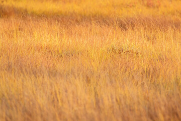 Background of bog grass lit by setting sun during golden hour in Finnish nature