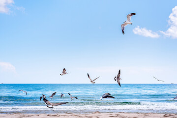 flock of seagulls flying over Beach