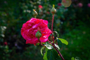 Morning red rose wet from dew