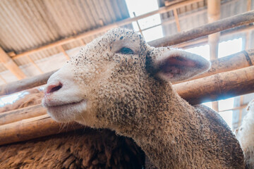 Naklejka premium Close Up - Head of sheep on a farm