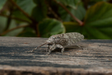 Close-up of a Wood Grasshopper with a body resembling a piece of wood perched on a log and in camouflage