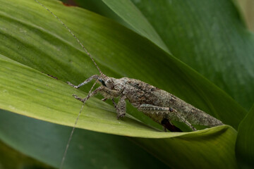 Close-up of a wooden grasshopper with a body resembling a piece of wood perching on a green leaf in a garden