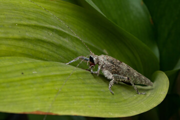 Close-up of a wooden grasshopper with a body resembling a piece of wood perching on a green leaf in a garden