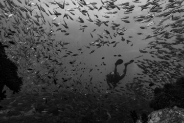 underwater scene with school of yellow fish reef