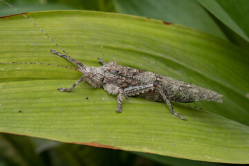 Close-up of a wooden grasshopper with a body resembling a piece of wood perching on a green leaf in a garden