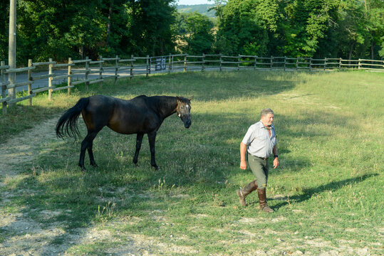 View of a horseman training the horse in a round pen