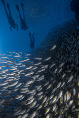 Fototapeta na wymiar underwater scene with school of yellow fish reef