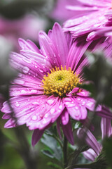 Obraz premium Wet summer flower in close-up