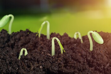 Little green seedlings growing in fertile soil