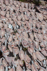 Dried Fish That Is Drying In Under The Sun In Talisayan, Berau, East Kalimantan, Indonesia