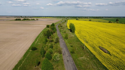 Naklejka premium Scenic farm fields under blue skies. Rape crops. Country road among the fields.